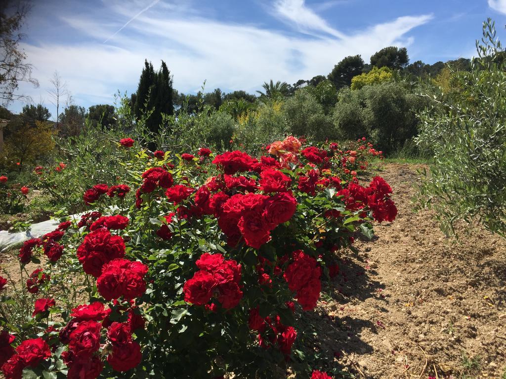 Le Clos De La Chevre Sud La Cadière-d'Azur Exterior foto